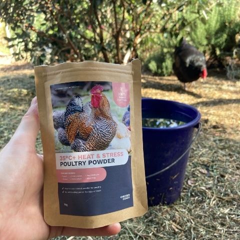 Best supplements for chickens