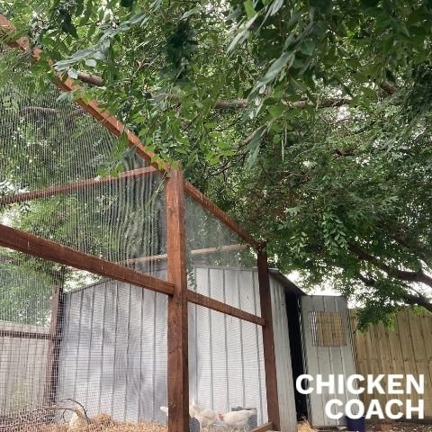 How to keep chickens cool in summer