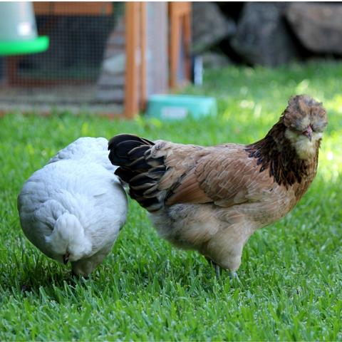 Everything You Need to Treat Worms, Lice and Mites in Chickens