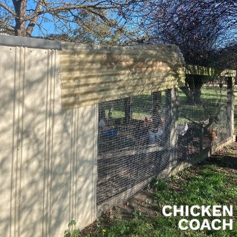 How to reduce mud in a chicken coop