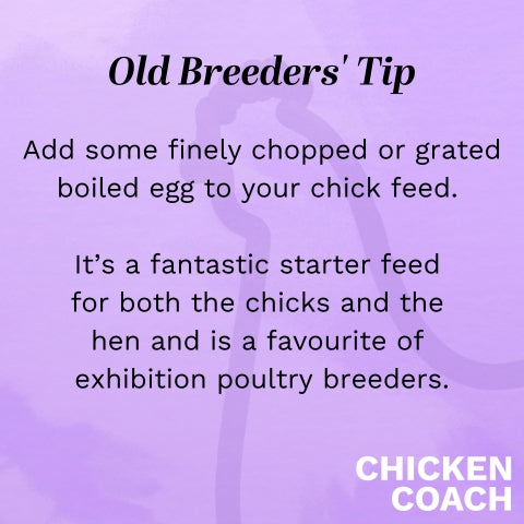 Raising healthy chicks - yes you can feed chicks boiled egg