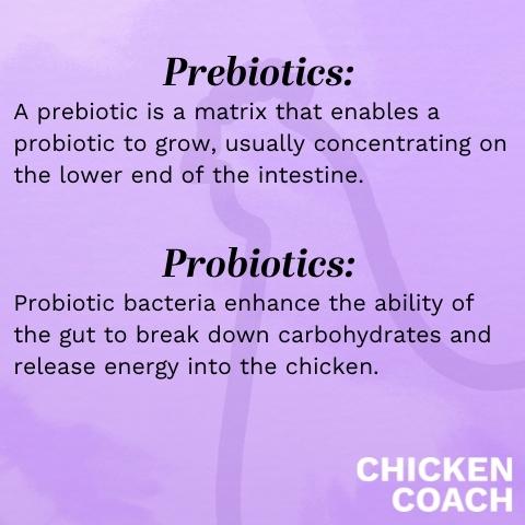 The difference between prebiotics and probiotics for chickens