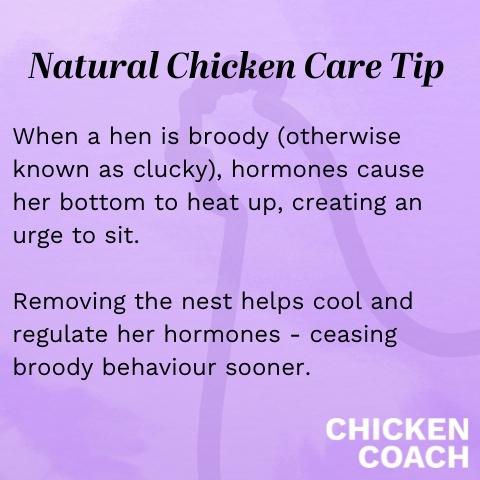 what causes a hen to go broody?