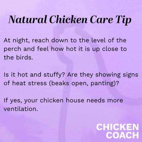 Chicken coop ventilation