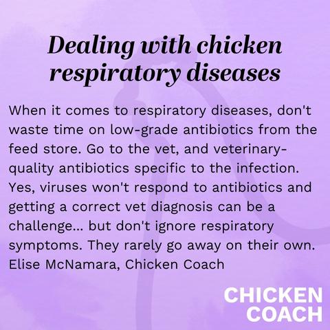 Should I take my chicken to the vet? When it comes to respiratory diseases, don't waste time on low-grade antibiotics from the feed store. Go to the vet, and veterinary-quality antibiotics specific to the infection. Yes, viruses won't respond to antibiotics and getting a correct vet diagnosis can be a challenge... but don't ignore respiratory symptoms. They rarely go away on their own.  Elise McNamara, Chicken Coach