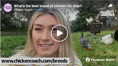 What's the best breed of chicken for kids?