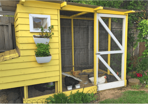 an aviary style chicken coop for backyard chickens