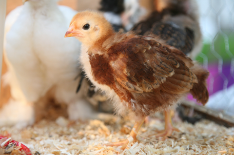 brown chick backyard chickens