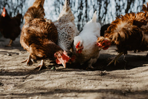 backyard-chickens-feeders-example1.jpeg