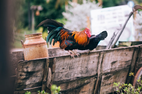 backyard-chickens-feeders-example3.jpeg