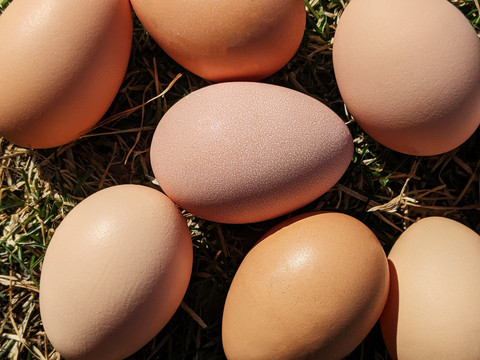 backyard chicken eggs