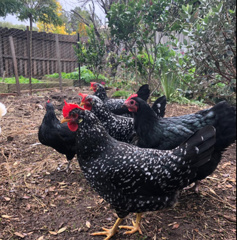 backyard chickens foraging in the backyard