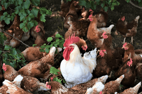 flock of backyard chickens in a group