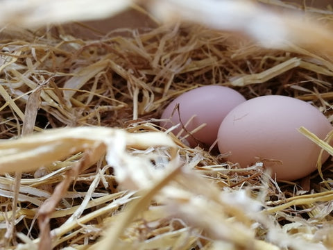 two white eggs in nest in backyard chicken coops