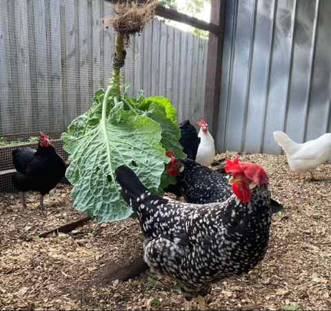 chickens eating greens hanging from the roof of the chicken coop