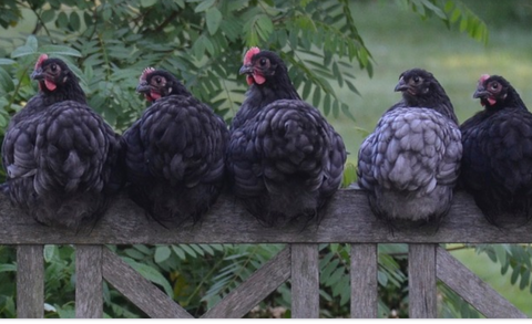 5 chickens sitting on a fence