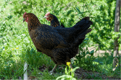 backyard chickens foraging for food in the garden