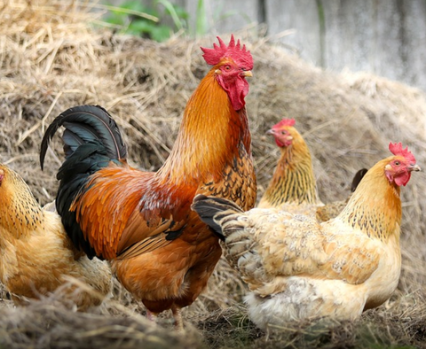 rooster and chickens pecking at hay stack