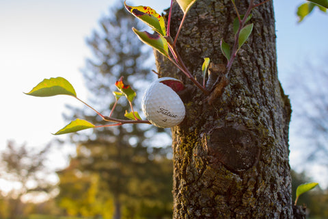 golf ball hits tree