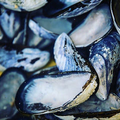 Blue Oyster seashells from which the mother of pearl originates. 