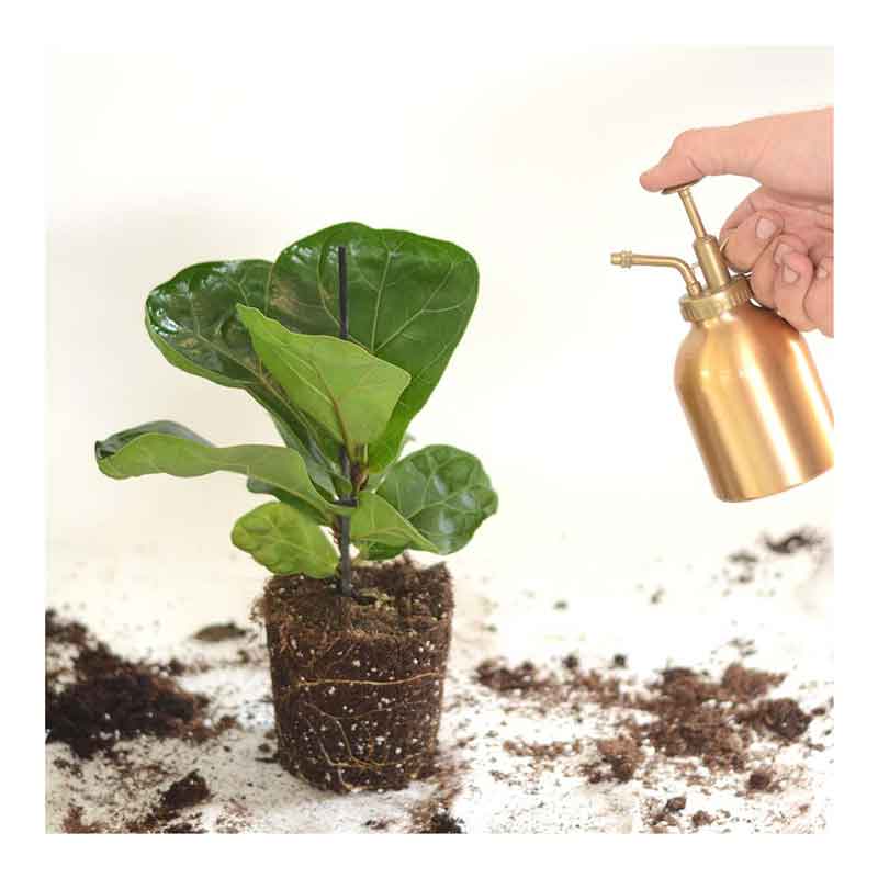 width=HOYA משלוחי צמחים | hoya משתלה און לין | מכירת צמחים | Fiddle-Leaf Fig Bambino קנית פיקוס כינורי | רכישת פיקוס כינורי | | משתלה במרכז | משתלה דיגיטלית שלך | משלוח צמחים | הזמנת צמחים | משתלה אונליין משתלה אינטרנטית | צמחי בית | עד הבית | פריחת הצמח | משלוח צמחי בית | משתלה עד הבית 
