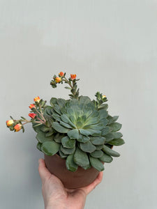You added Echeveria Dondo to your cart.