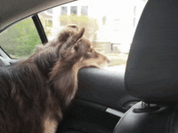 dog at window wearing seat belt