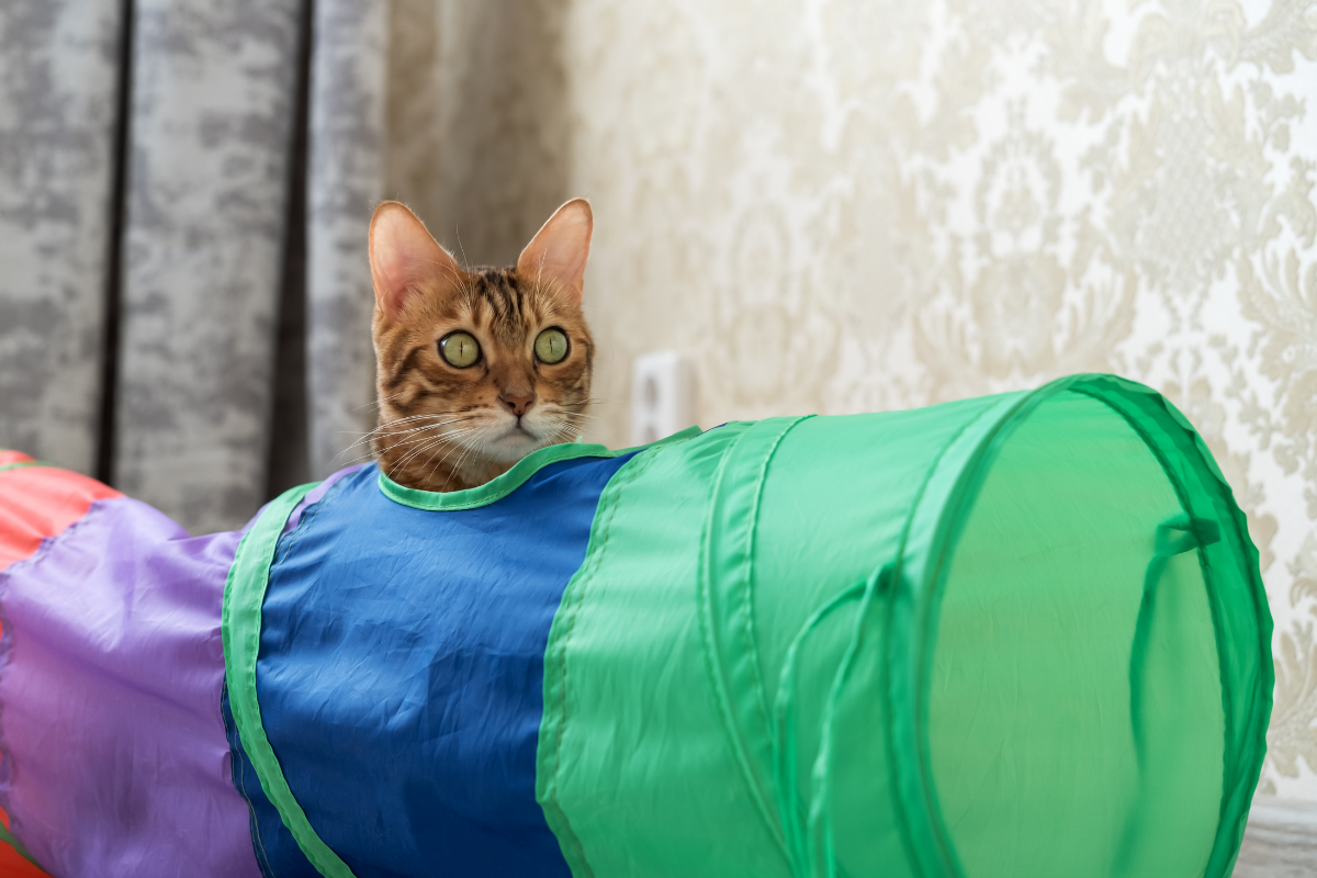Cat play tunnel
