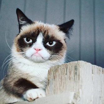 grumpy cat 