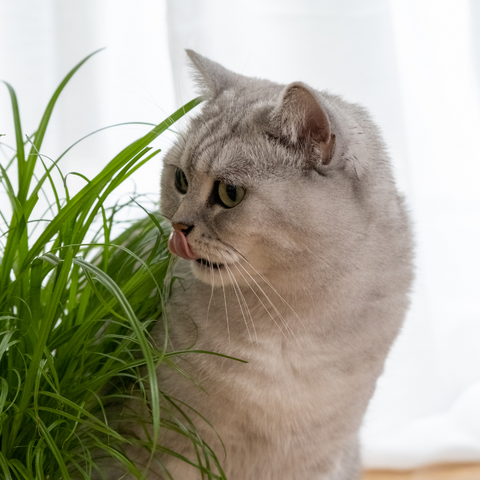 Cat grass 