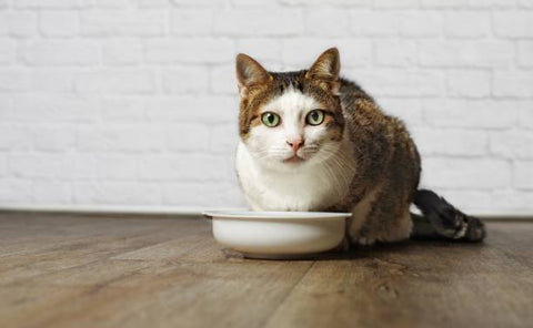 Cat eating from bowl 