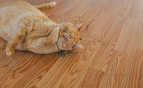 ginger cat playing with catnip