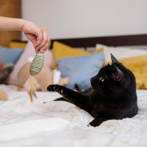 Cat playing with feather mouse to lose weight