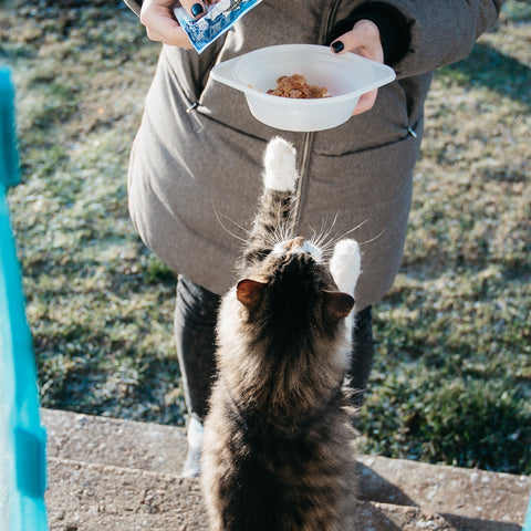 Cat wanting cat food 