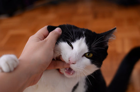 cat chewing hand 
