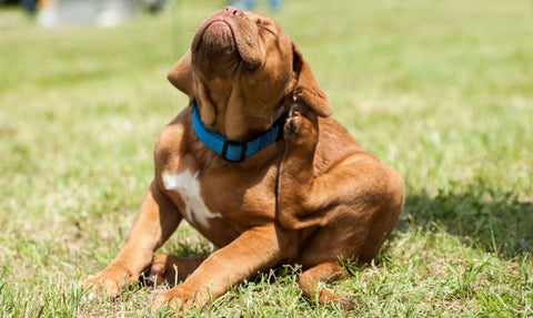 Peigne anti Poux Électrique pour animal Domestique, chiens chats