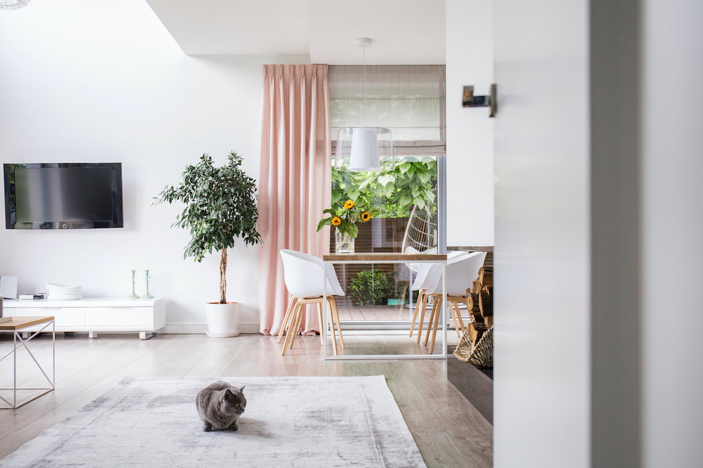 Cat on rug in living room