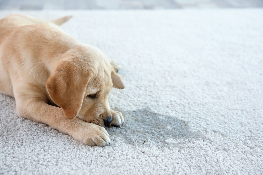 Dog Mess on Carpet