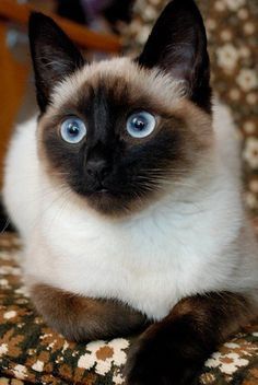 siamese cat