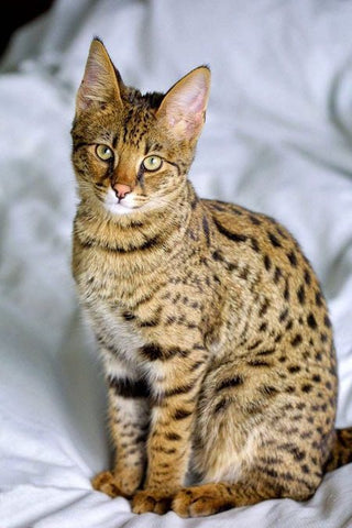 spotted cat ocicat