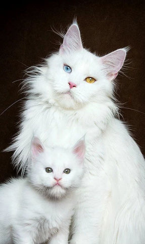 Turkish Angora cat