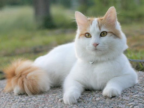 Turkish Van cat