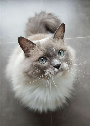 ragdoll cat