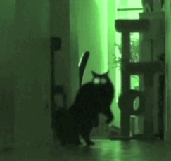 why are cats active at night?