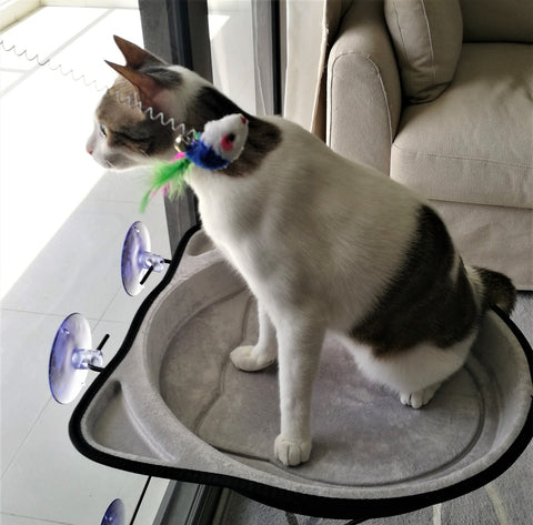 cat hammock window bed sunny seat