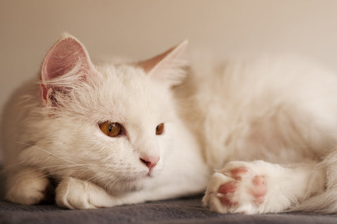 Turkish Angora cat