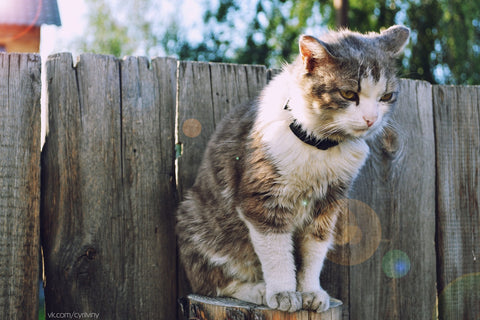 cat standing up high on a fence