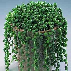 String of Pearls (Senecio rowleyanus) – Geoponics