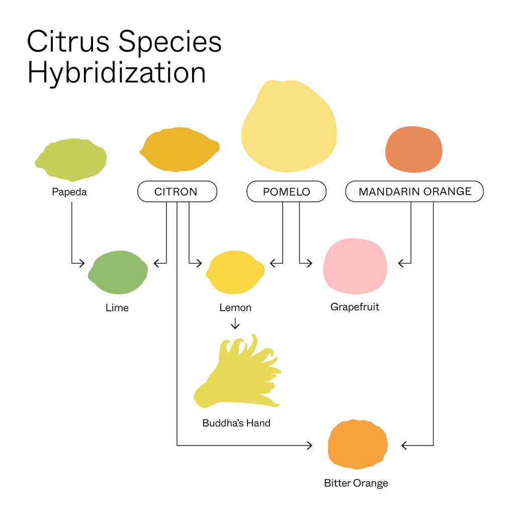 citrus species hybridization flowchart