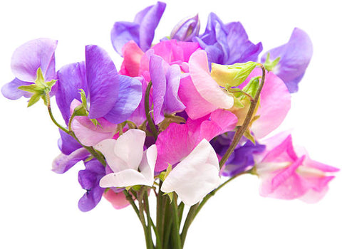 Sweet Peas